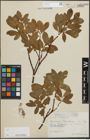 Foto von Salix hastata L.